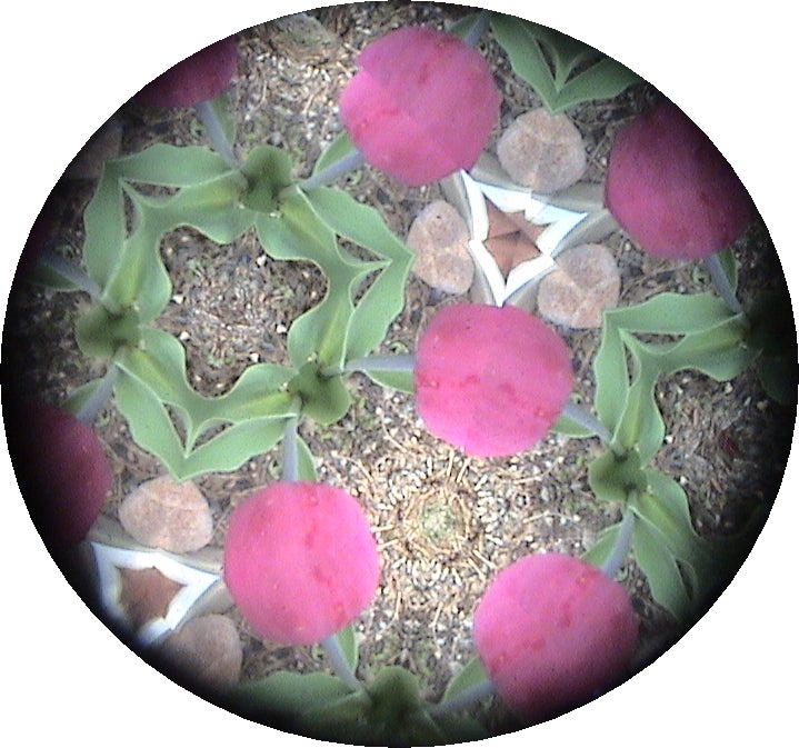 Image 4
